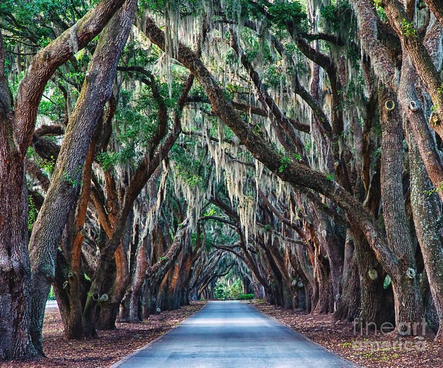 Pink Sand Hideaway Hilton Head Island Εξωτερικό φωτογραφία